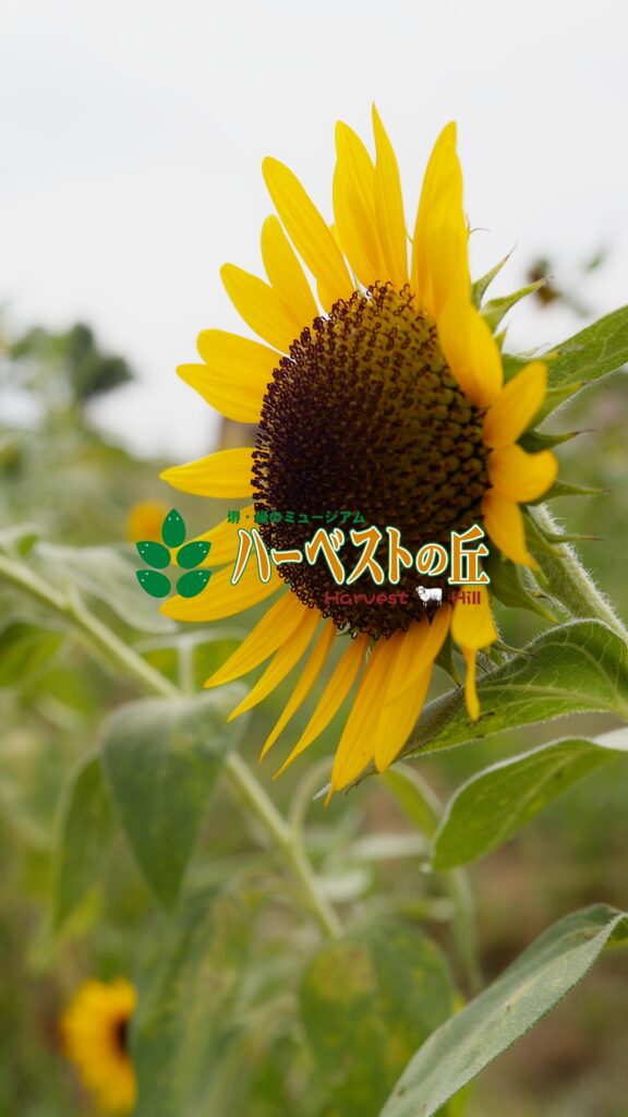 ハーベストの丘/ショートドラマ「ひまわり映えの父」