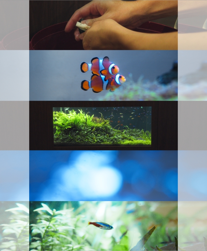 株式会社アクアレンタリウム/サービスイメージPV